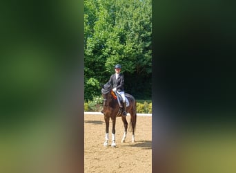 Deutsches Sportpferd, Wallach, 8 Jahre, 172 cm, Dunkelbrauner
