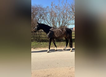 Deutsches Sportpferd, Wallach, 8 Jahre, 172 cm, Dunkelbrauner