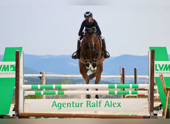 Deutsches Sportpferd, Wallach, 8 Jahre, 172 cm, Dunkelbrauner