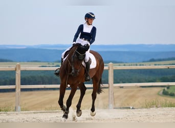 Deutsches Sportpferd, Wallach, 8 Jahre, 172 cm, Dunkelbrauner