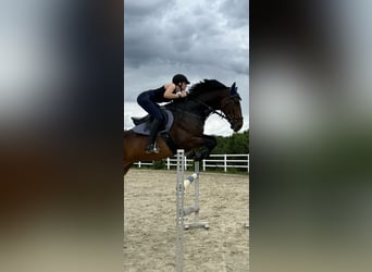 Deutsches Sportpferd, Wallach, 8 Jahre, 172 cm, Dunkelbrauner