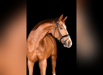 Deutsches Sportpferd, Wallach, 8 Jahre, 172 cm, Fuchs