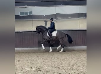 Deutsches Sportpferd, Wallach, 8 Jahre, 173 cm, Brauner