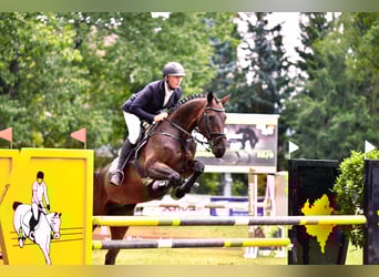 Deutsches Sportpferd, Wallach, 8 Jahre, 173 cm, Dunkelbrauner
