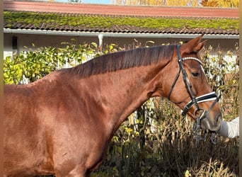 Deutsches Sportpferd, Wallach, 8 Jahre, 173 cm, Dunkelfuchs Deutsches Sportpferd, Wallach, 8 Jahre, 173 cm, Dunkelfuchs
