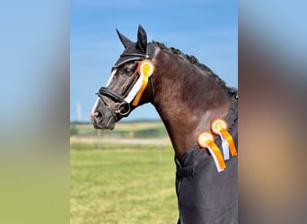 Deutsches Sportpferd, Wallach, 8 Jahre, 173 cm, Schwarzbrauner