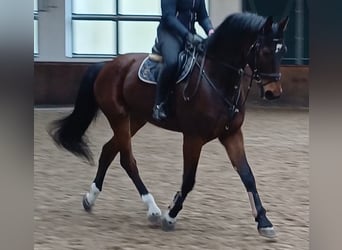 Deutsches Sportpferd, Wallach, 8 Jahre, 174 cm, Brauner