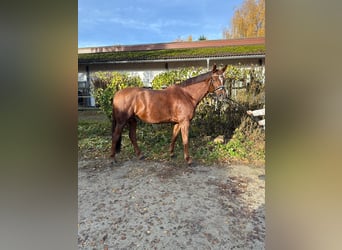 Deutsches Sportpferd, Wallach, 8 Jahre, 174 cm, Dunkelfuchs