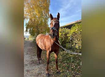 Deutsches Sportpferd, Wallach, 8 Jahre, 174 cm, Dunkelfuchs