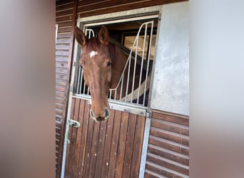 Deutsches Sportpferd, Wallach, 8 Jahre, 174 cm, Fuchs