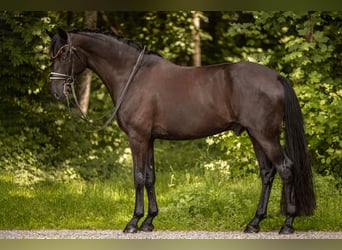 Deutsches Sportpferd, Wallach, 8 Jahre, 174 cm, Rappe