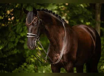 Deutsches Sportpferd, Wallach, 8 Jahre, 174 cm, Rappe