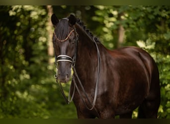 Deutsches Sportpferd, Wallach, 8 Jahre, 174 cm, Rappe