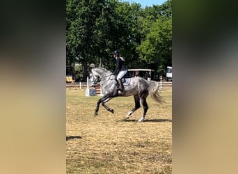 Deutsches Sportpferd, Wallach, 8 Jahre, 174 cm, Schimmel