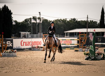 Deutsches Sportpferd, Wallach, 8 Jahre, 175 cm, Brauner