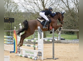 Deutsches Sportpferd, Wallach, 8 Jahre, 175 cm, Fuchs