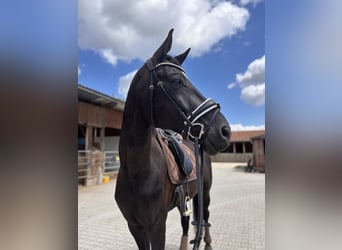 Deutsches Sportpferd, Wallach, 8 Jahre, 175 cm, Schwarzbrauner