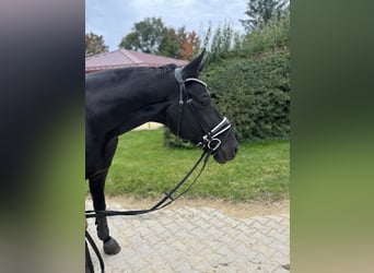 Deutsches Sportpferd, Wallach, 8 Jahre, 175 cm, Schwarzbrauner