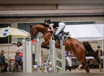 Deutsches Sportpferd, Wallach, 8 Jahre, 175 cm