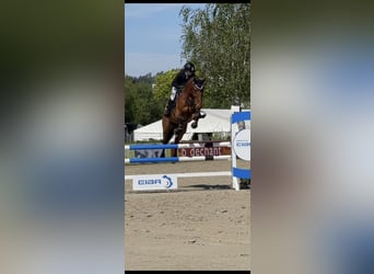 Deutsches Sportpferd, Wallach, 8 Jahre, 175 cm
