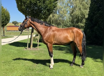 Deutsches Sportpferd, Wallach, 8 Jahre, 176 cm, Brauner
