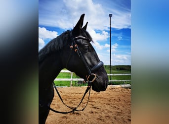 Deutsches Sportpferd, Wallach, 8 Jahre, 176 cm, Rappe