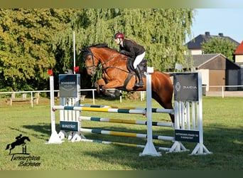 Deutsches Sportpferd, Wallach, 8 Jahre, 177 cm, Brauner