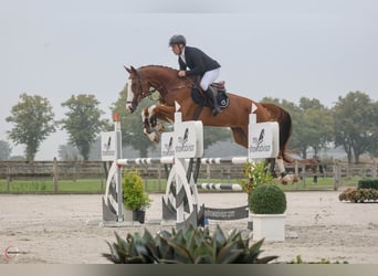 Deutsches Sportpferd, Wallach, 8 Jahre, 177 cm, Dunkelfuchs