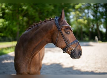 Deutsches Sportpferd, Wallach, 8 Jahre, 178 cm, Fuchs