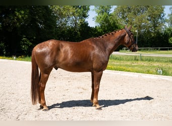 Deutsches Sportpferd, Wallach, 8 Jahre, 178 cm, Fuchs