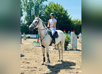 Deutsches Sportpferd, Wallach, 8 Jahre, 178 cm, Schimmel