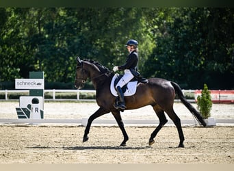 Deutsches Sportpferd, Wallach, 8 Jahre, 178 cm, Schwarzbrauner