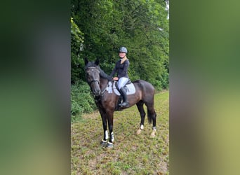 Deutsches Sportpferd, Wallach, 8 Jahre, 178 cm, Schwarzbrauner