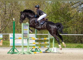 Deutsches Sportpferd, Wallach, 8 Jahre, 178 cm, Schwarzbrauner