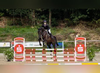 Deutsches Sportpferd, Wallach, 8 Jahre, 178 cm, Schwarzbrauner