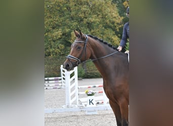 Deutsches Sportpferd, Wallach, 8 Jahre, 183 cm, Brauner