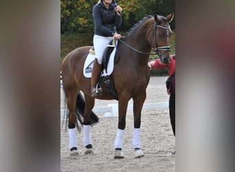 Deutsches Sportpferd, Wallach, 8 Jahre, 183 cm, Brauner