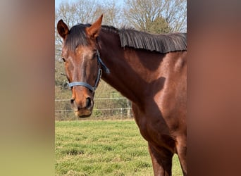 Deutsches Sportpferd, Wallach, 8 Jahre, 185 cm