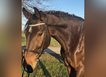 Deutsches Sportpferd, Wallach, 8 Jahre, 185 cm, Dunkelbrauner