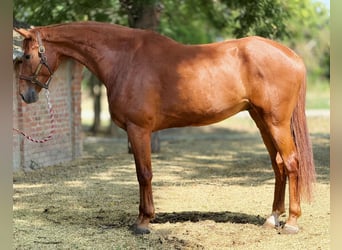 Deutsches Sportpferd, Wallach, 8 Jahre, 198 cm, Fuchs