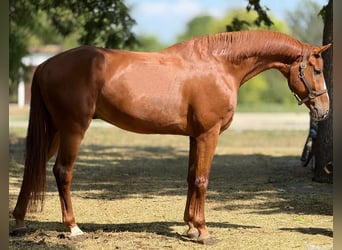 Deutsches Sportpferd, Wallach, 8 Jahre, 198 cm, Fuchs