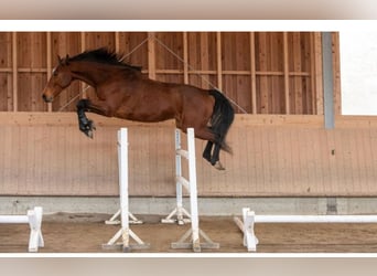 Deutsches Sportpferd, Wallach, 8 Jahre, Brauner