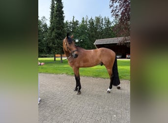 Deutsches Sportpferd, Wallach, 8 Jahre, Brauner