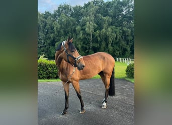 Deutsches Sportpferd, Wallach, 8 Jahre, Brauner