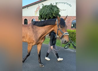 Deutsches Sportpferd, Wallach, 8 Jahre, Brauner