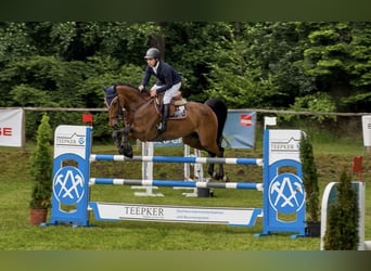 Deutsches Sportpferd, Wallach, 8 Jahre, Brauner