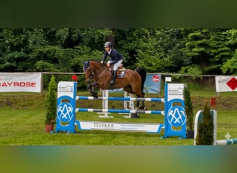 Deutsches Sportpferd, Wallach, 8 Jahre, Brauner