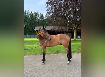Deutsches Sportpferd, Wallach, 8 Jahre, Brauner