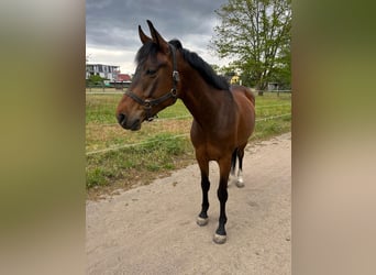 Deutsches Sportpferd, Wallach, 9 Jahre, 156 cm, Dunkelbrauner