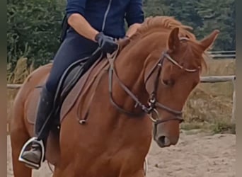 Deutsches Sportpferd, Wallach, 9 Jahre, 158 cm, Fuchs